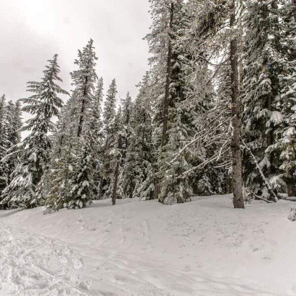 Photo Snowy landscape