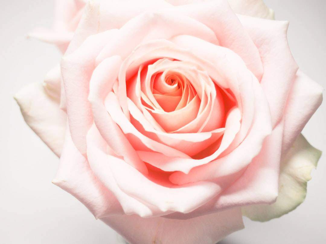 Photo Bulgarian Rose Garden