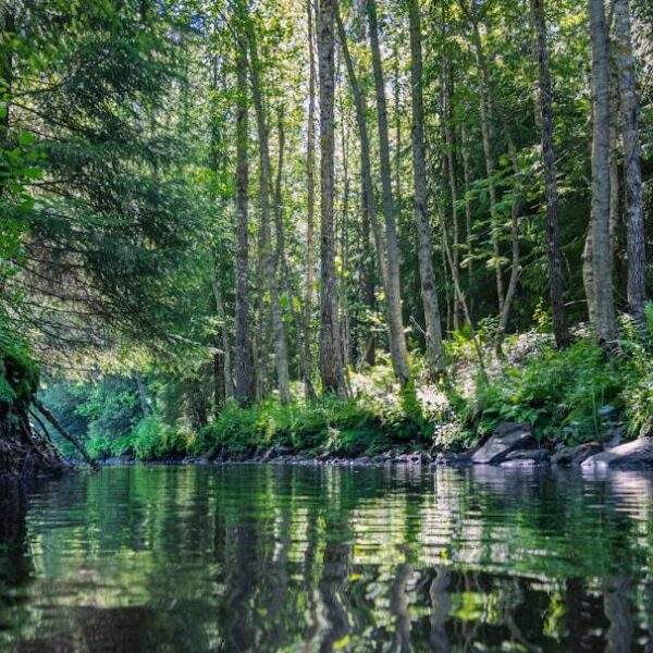 Photo Finnish forest