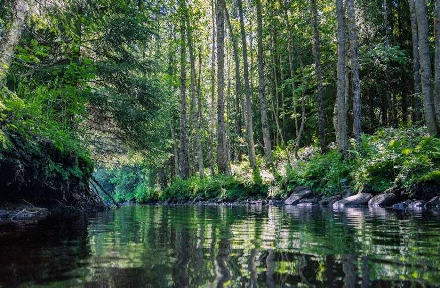 Photo Finnish forest