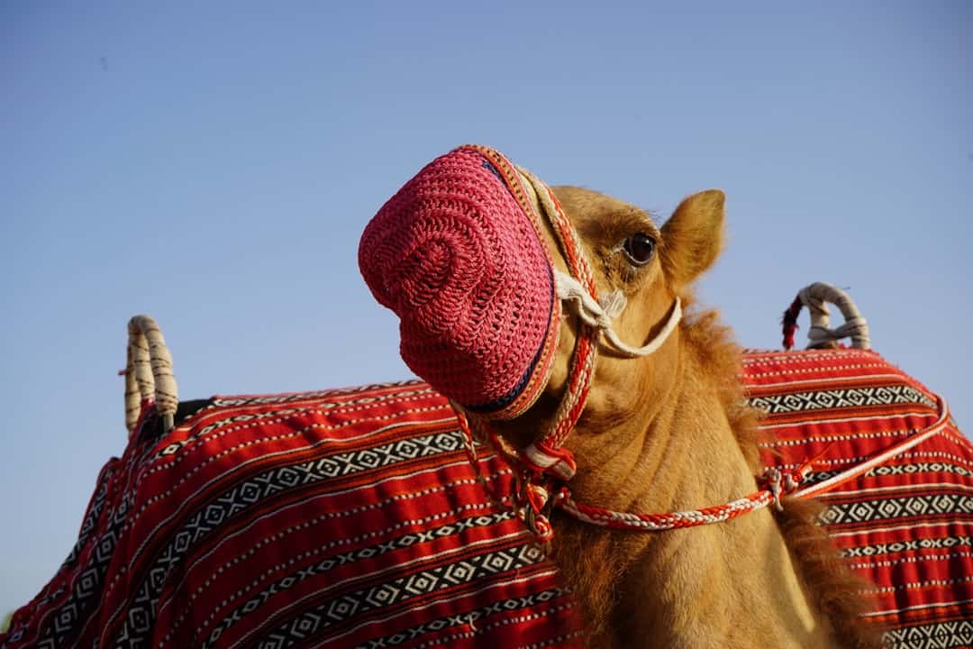 Photo Traditional attire