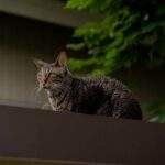 Photo Thomas Hobbes: Loyalty