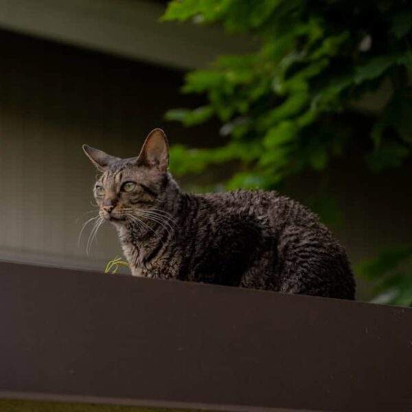 Photo Thomas Hobbes: Loyalty