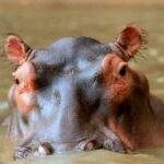 Photo Augustine of Hippo - Reflections