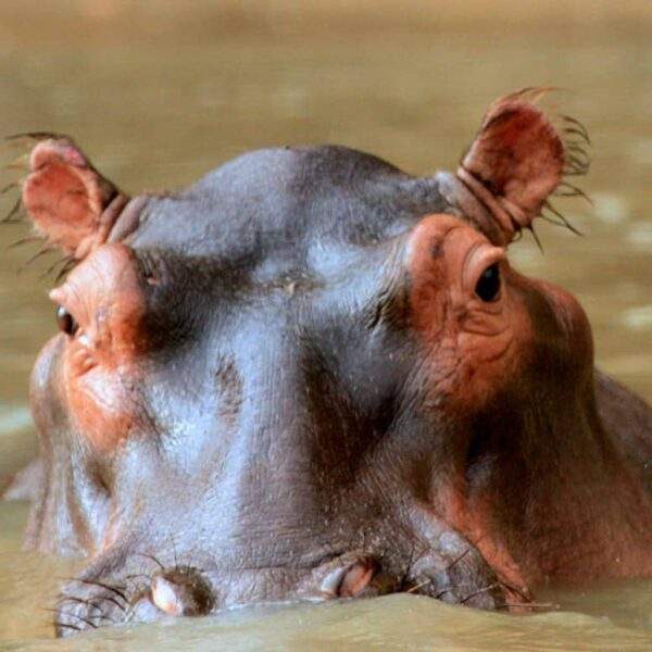 Photo Augustine of Hippo - Reflections