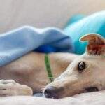 Photo Maimonides: Loyalty
