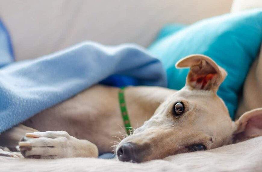 Photo Maimonides: Loyalty