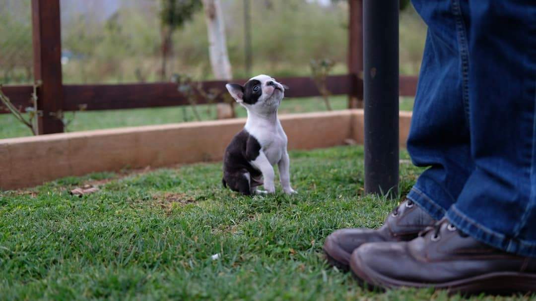 Photo Richard Sorabji: Loyalty