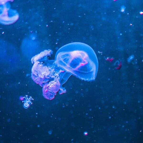 Photo Voltaire: Monogamy