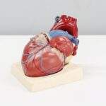 Photo Heart-shaped diagram