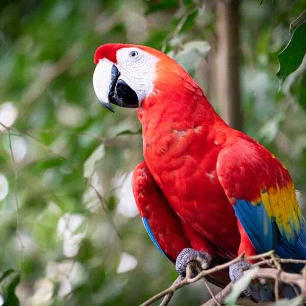 Photo Ayn Rand - Individualism