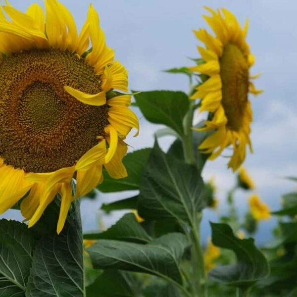 Photo Michel Serres - Eifersucht