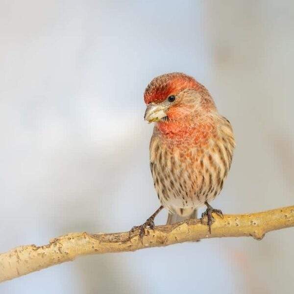 Photo Richard Rorty - "Eifersucht"