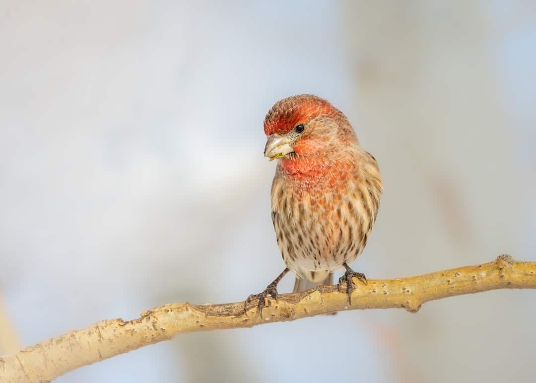 Photo Richard Rorty - "Eifersucht"
