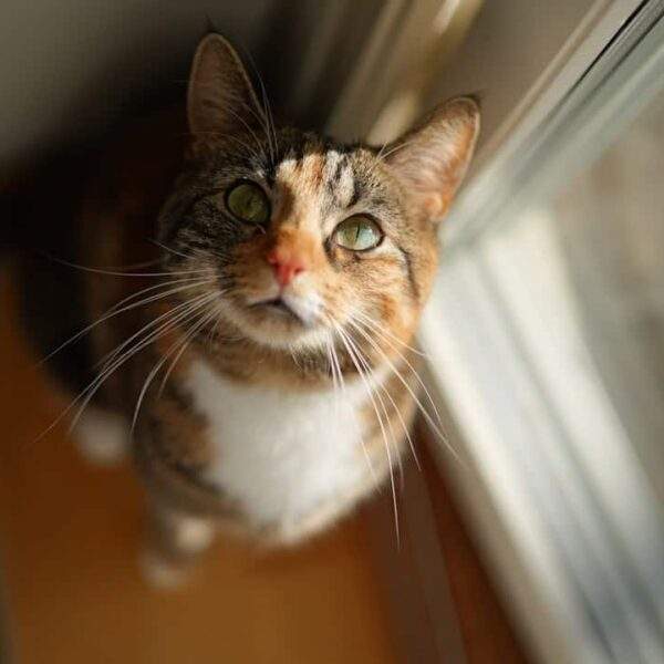 Photo Susan Haack - Contemplative