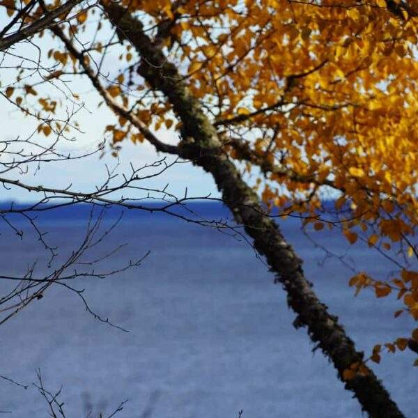 Photo Cornel West: Wisdom