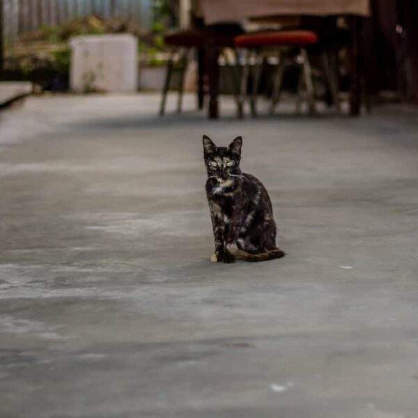 Photo Seneca: Stoic philosopher