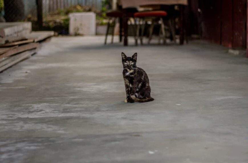 Photo Seneca: Stoic philosopher
