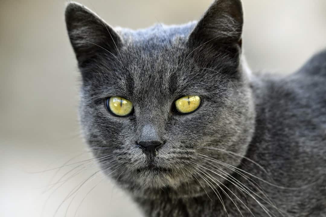 Photo Philosopher contemplating