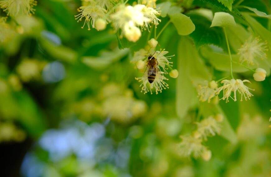 Photo Linden tree