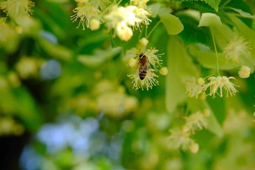 Photo Linden tree