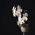 Photo Orchid bouquet