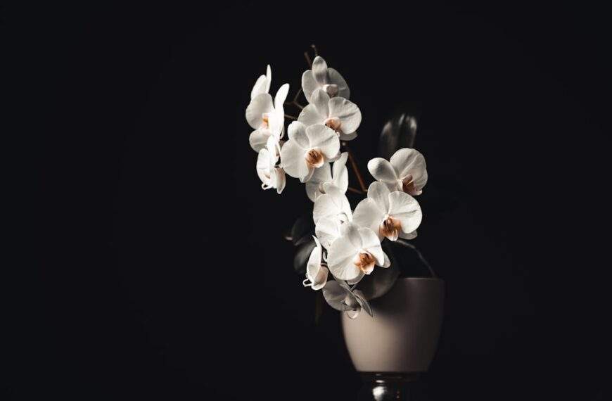 Photo Orchid bouquet