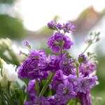 Photo Violet bouquet