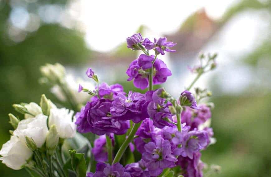 Photo Violet bouquet