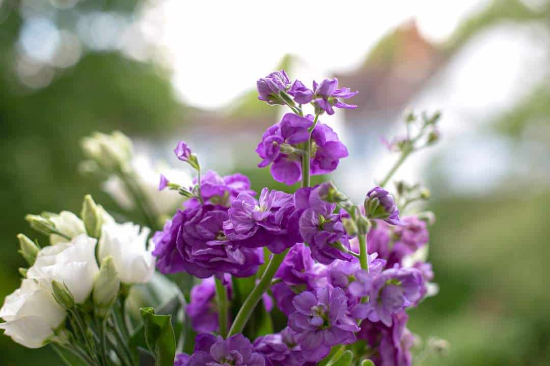 Photo Violet bouquet