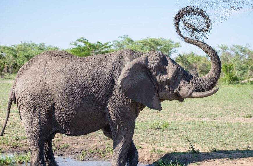 Photo Ivory elephant figurine