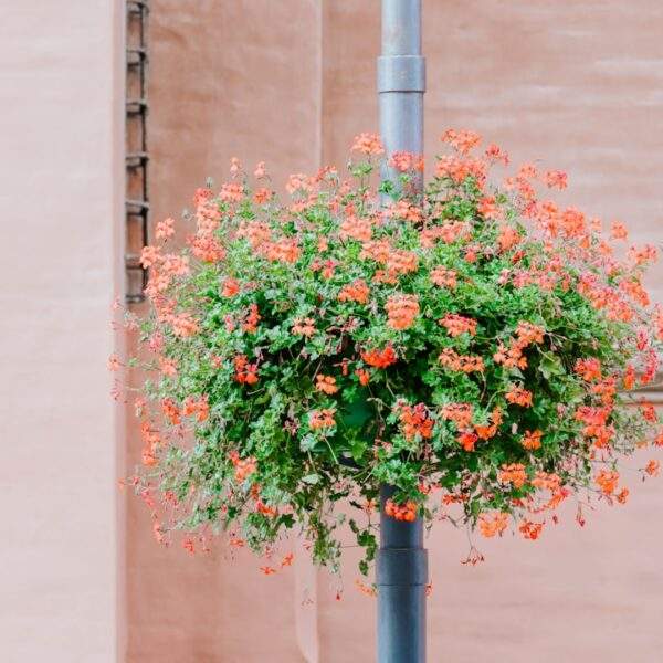 Photo Parsley bouquet