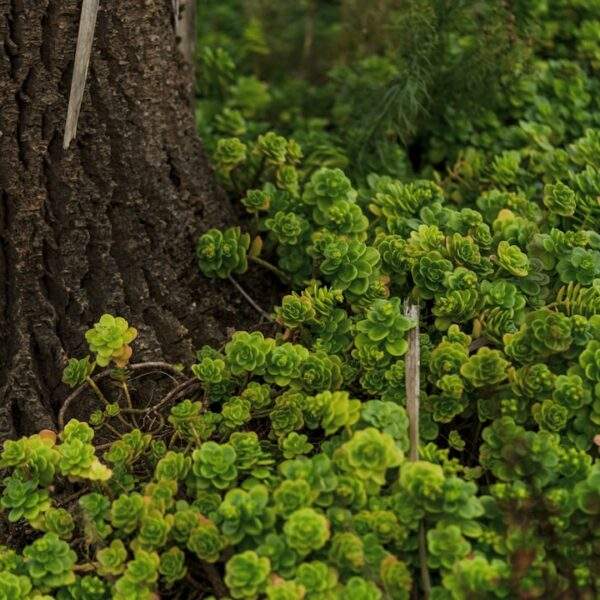 Photo Hegel: Passion