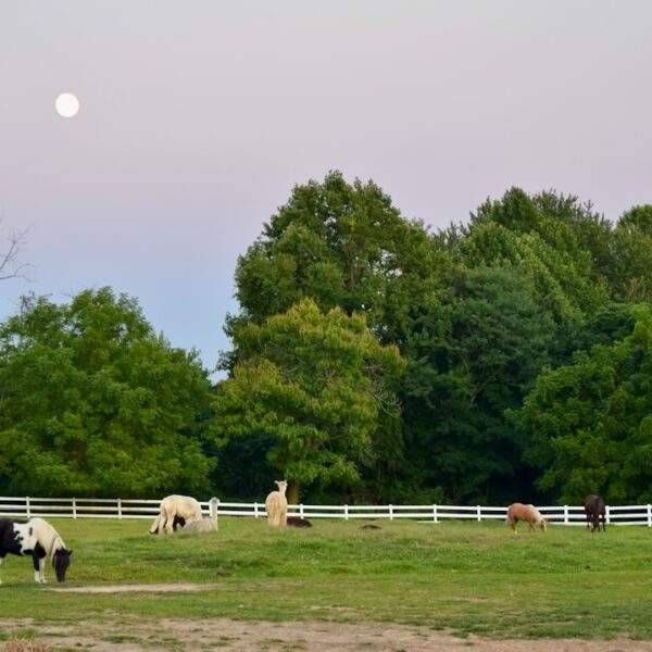 Photo Simone de Beauvoir: Passion and Desire