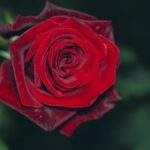 Photo Hayek: Passion and Desire