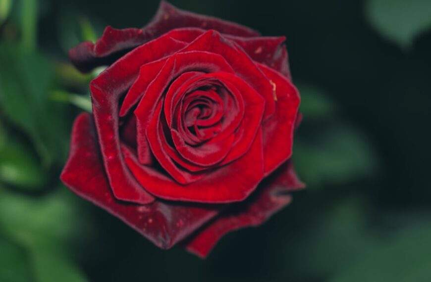 Photo Hayek: Passion and Desire