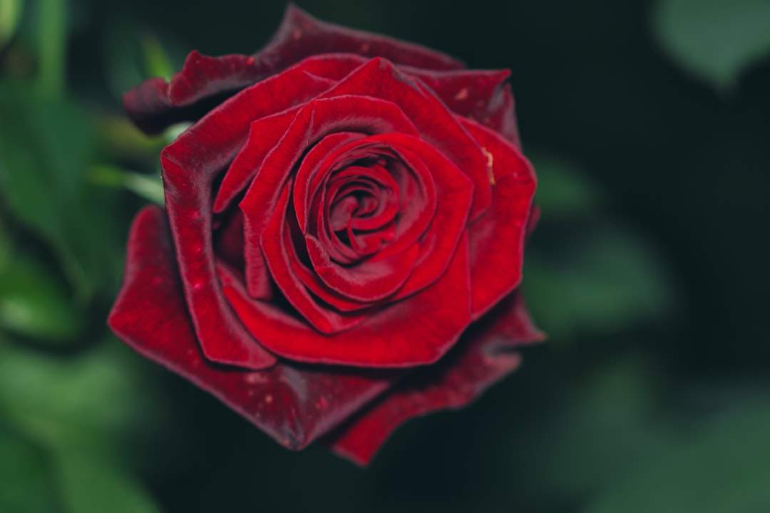 Photo Hayek: Passion and Desire