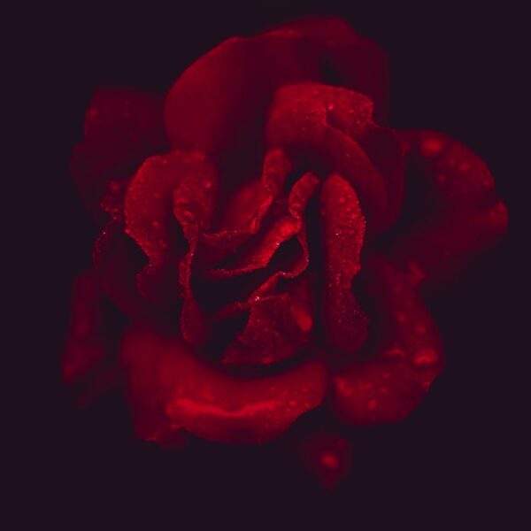 Photo Richard Rorty: Passion and Desire