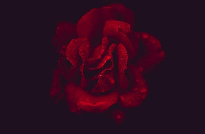 Photo Richard Rorty: Passion and Desire
