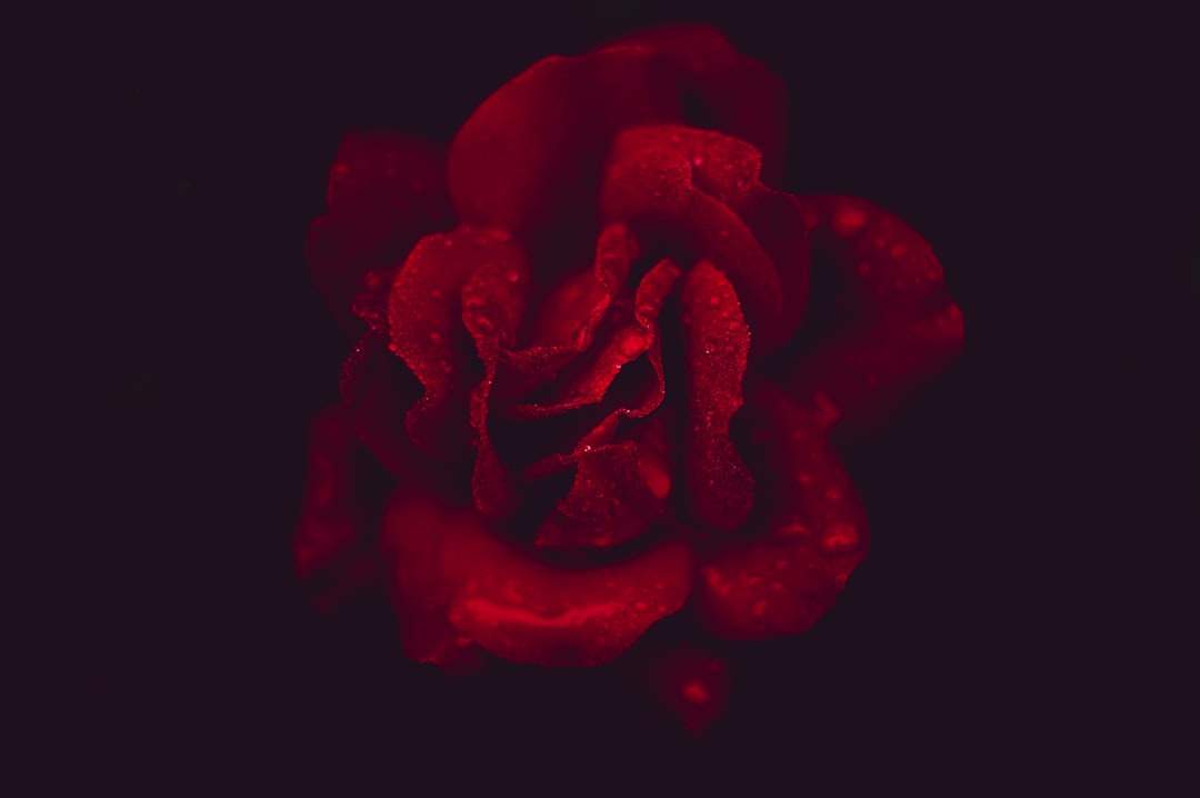 Photo Richard Rorty: Passion and Desire