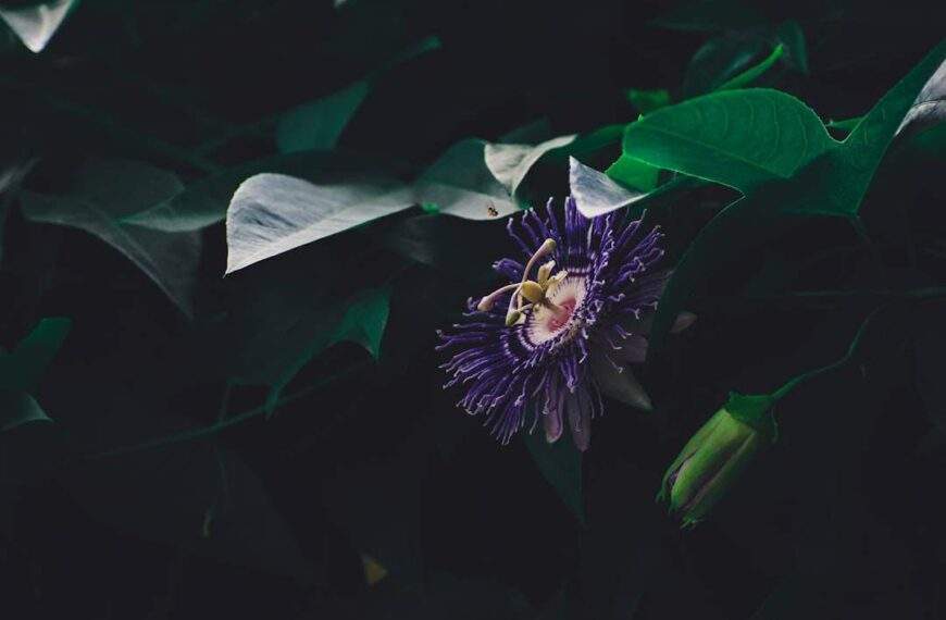 Photo Saul Kripke: Passion