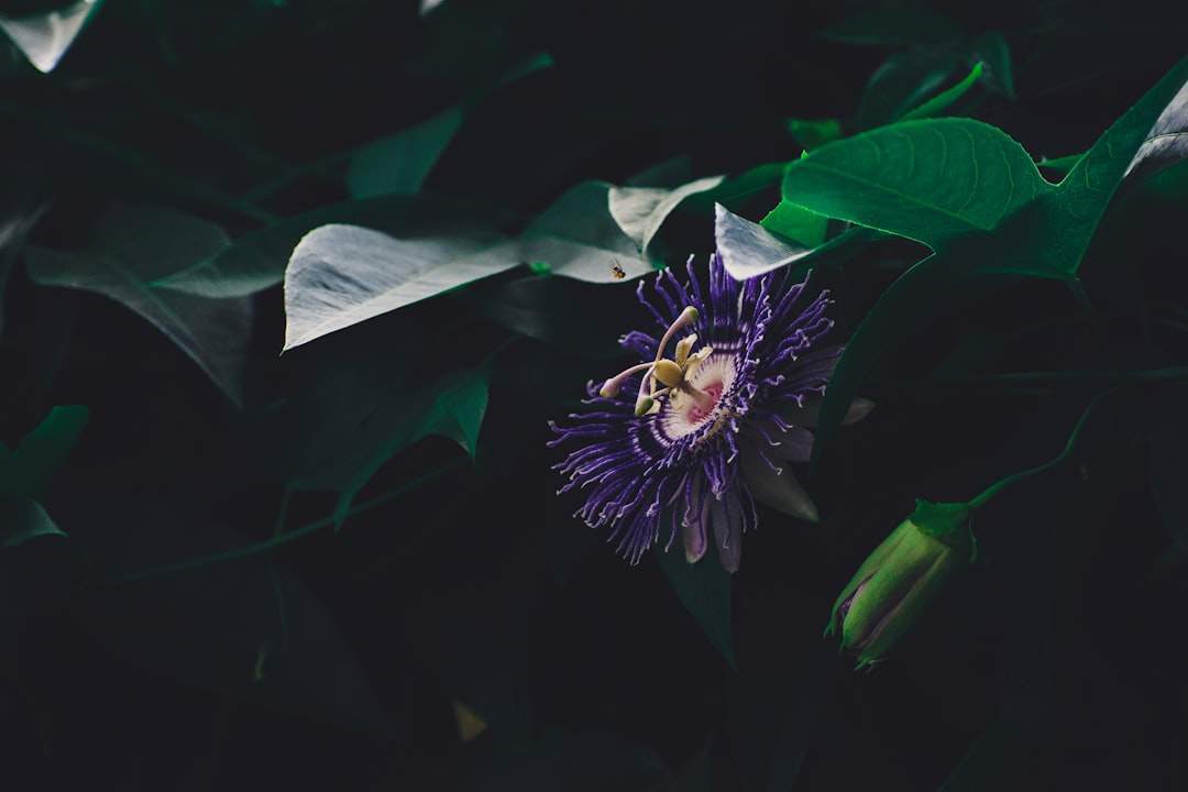 Photo Saul Kripke: Passion