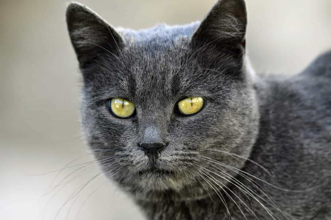 Photo Philosopher contemplating