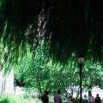 Photo Willow tree