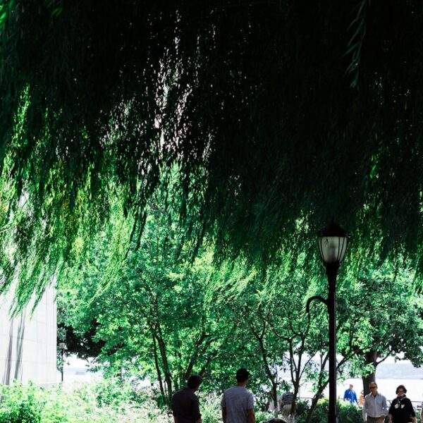 Photo Willow tree