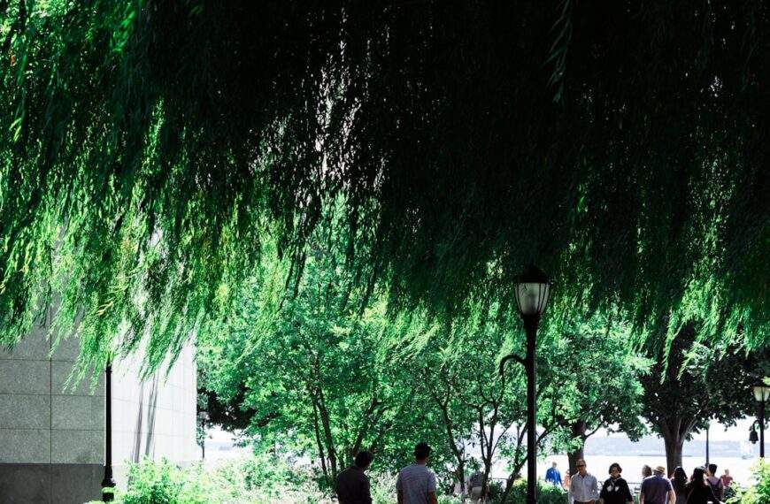 Photo Willow tree