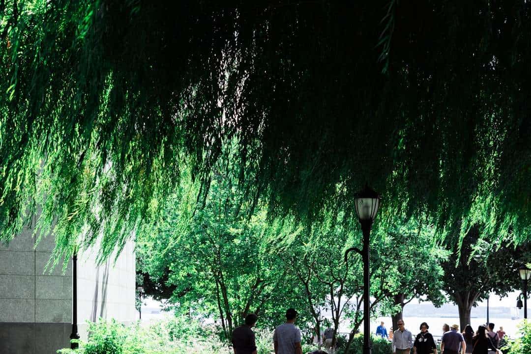 Photo Willow tree