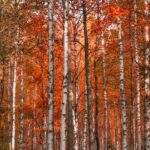 Photo Birch tree forest
