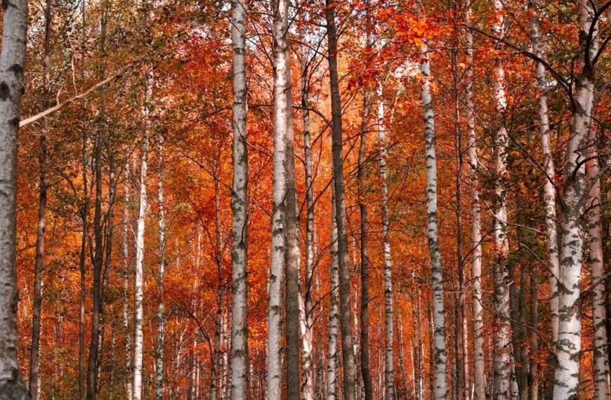 Photo Birch tree forest
