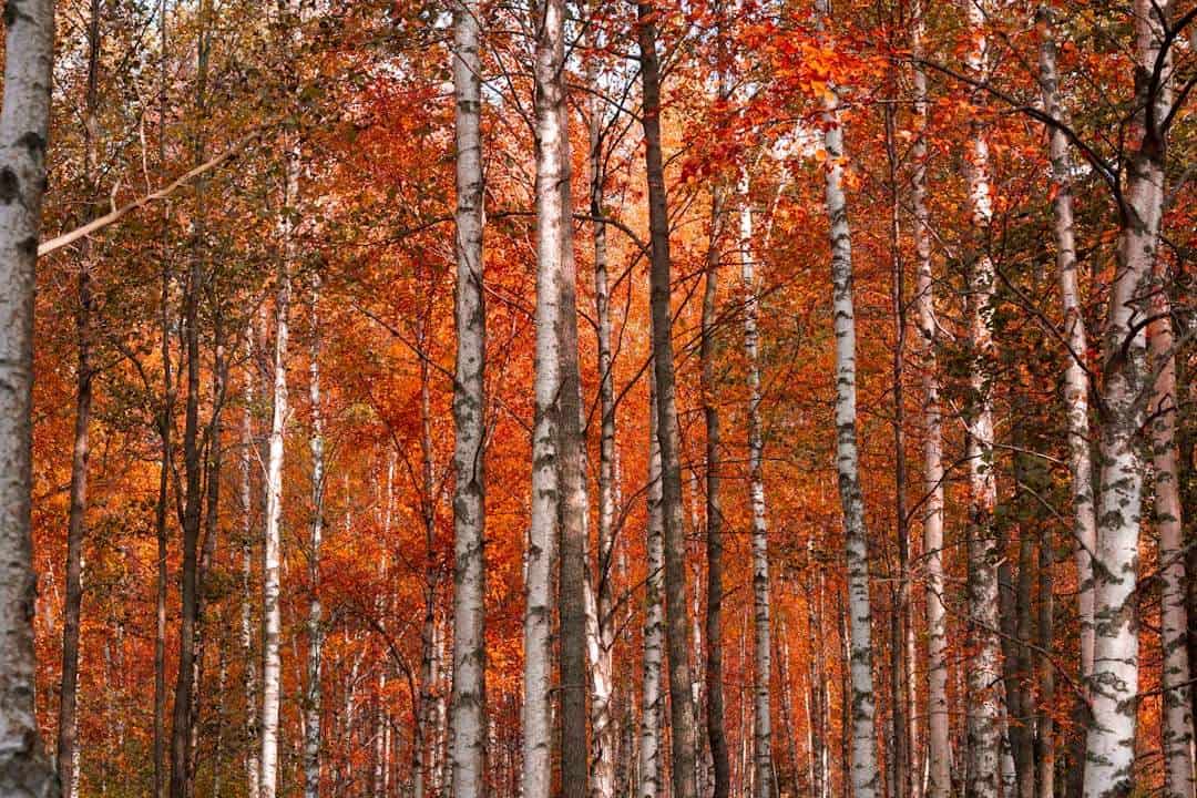 Photo Birch tree forest